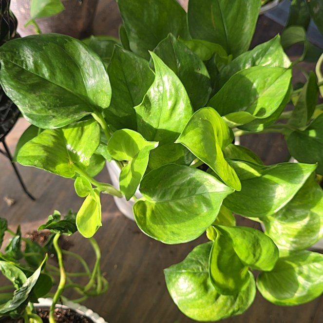 Photo of the plant species Lemon Top Pothos by @McLovinPlants named Nemo on Greg, the plant care app