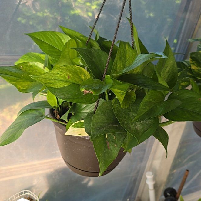 Photo of the plant species Jessenia Pothos by @McLovinPlants named Sage on Greg, the plant care app