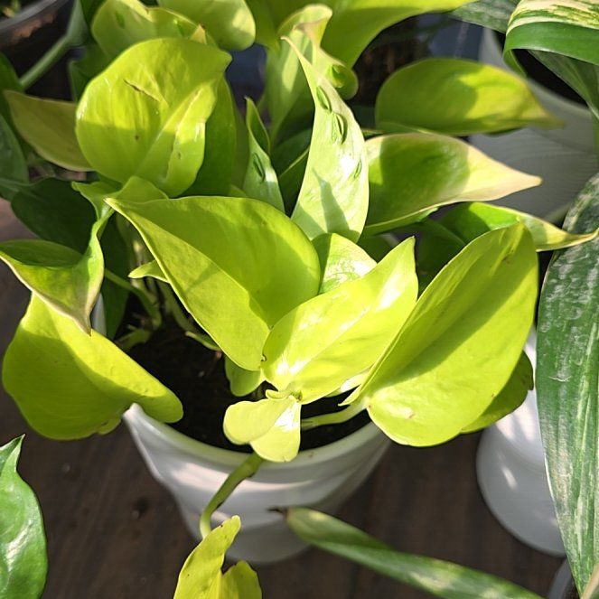 Photo of the plant species Epipremnum Champs-Elysees by @McLovinPlants named Bigleef Smalls on Greg, the plant care app