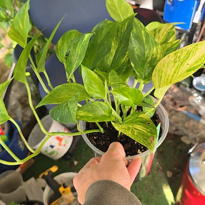 Photo of the plant species Neon Queen Pothos by @McLovinPlants named Lola on Greg, the plant care app