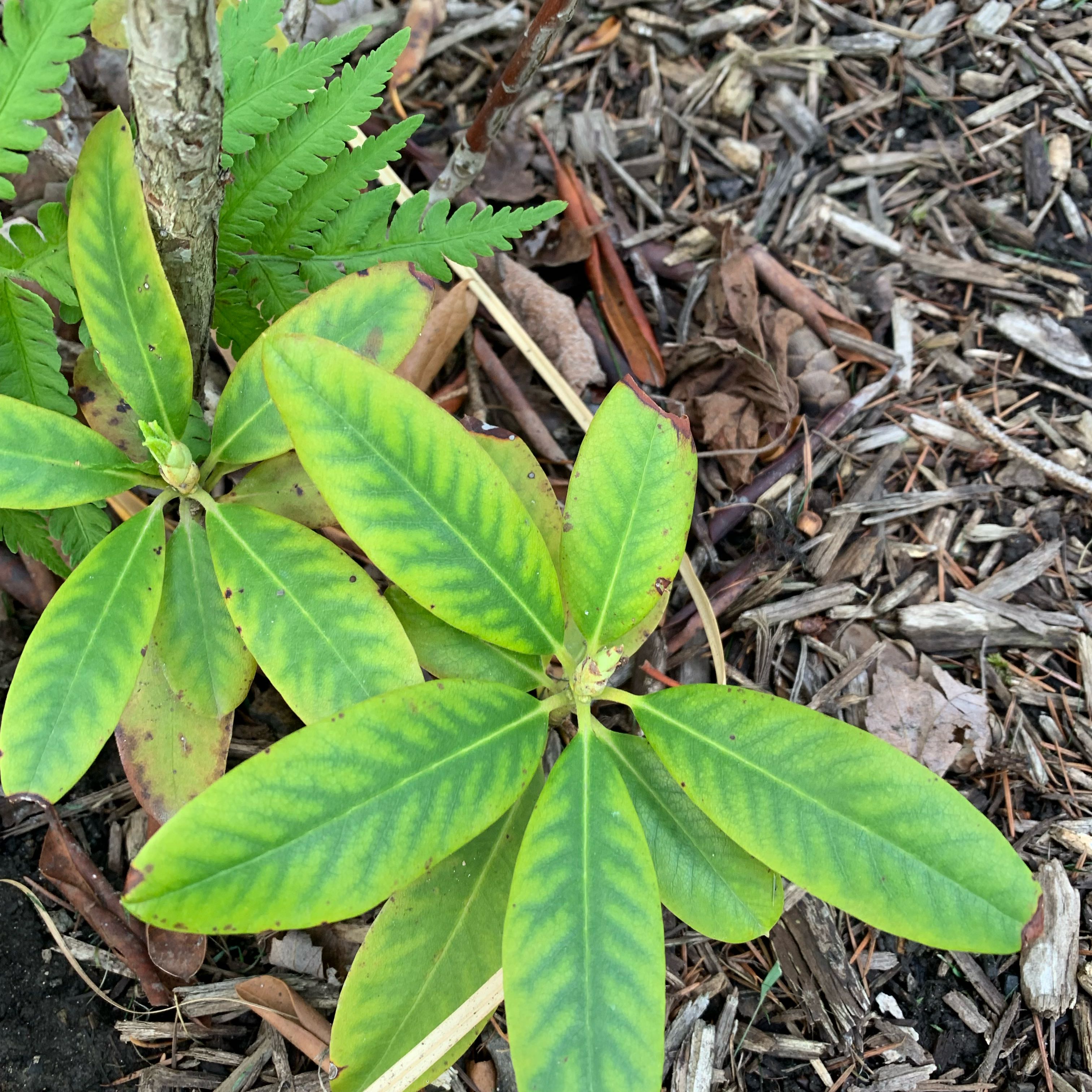 Photo of the plant species California Rhododendron by @RichlyBegonia40 named Rihanna on Greg, the plant care app