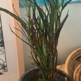 Photo of the plant species Picasso's Paintbrush by @RichlyBegonia40 named Pax on Greg, the plant care app
