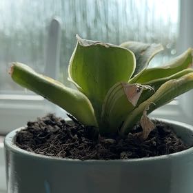 Photo of the plant species Birds Nest Snake Plant by @TiptopTawa95 named ChloroPhil on Greg, the plant care app