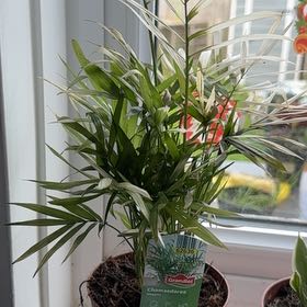 Photo of the plant species Varigated Parlour Palm by @TiptopTawa95 named Palmela on Greg, the plant care app