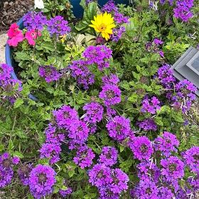 Photo of the plant species Verbena canadensis by @HealthyCorn24 named Winston on Greg, the plant care app