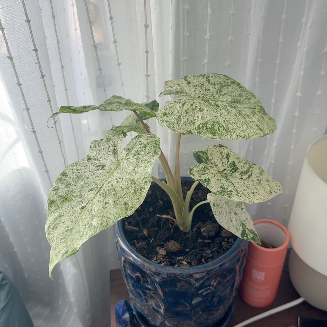 Photo of the plant species Alocasia by @ExpertBlinks78 named Rau on Greg, the plant care app