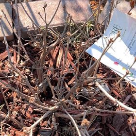 Photo of the plant species Autumn Bonfire Azalea by @FineTawa2 named Sigmund on Greg, the plant care app
