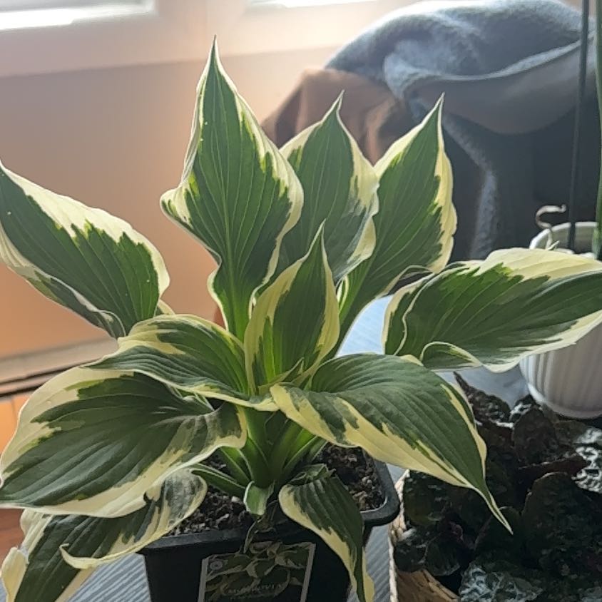 Photo of the plant species Hosta 'Patriot' by @GrownHoyalisa80 named Tree Diddy on Greg, the plant care app