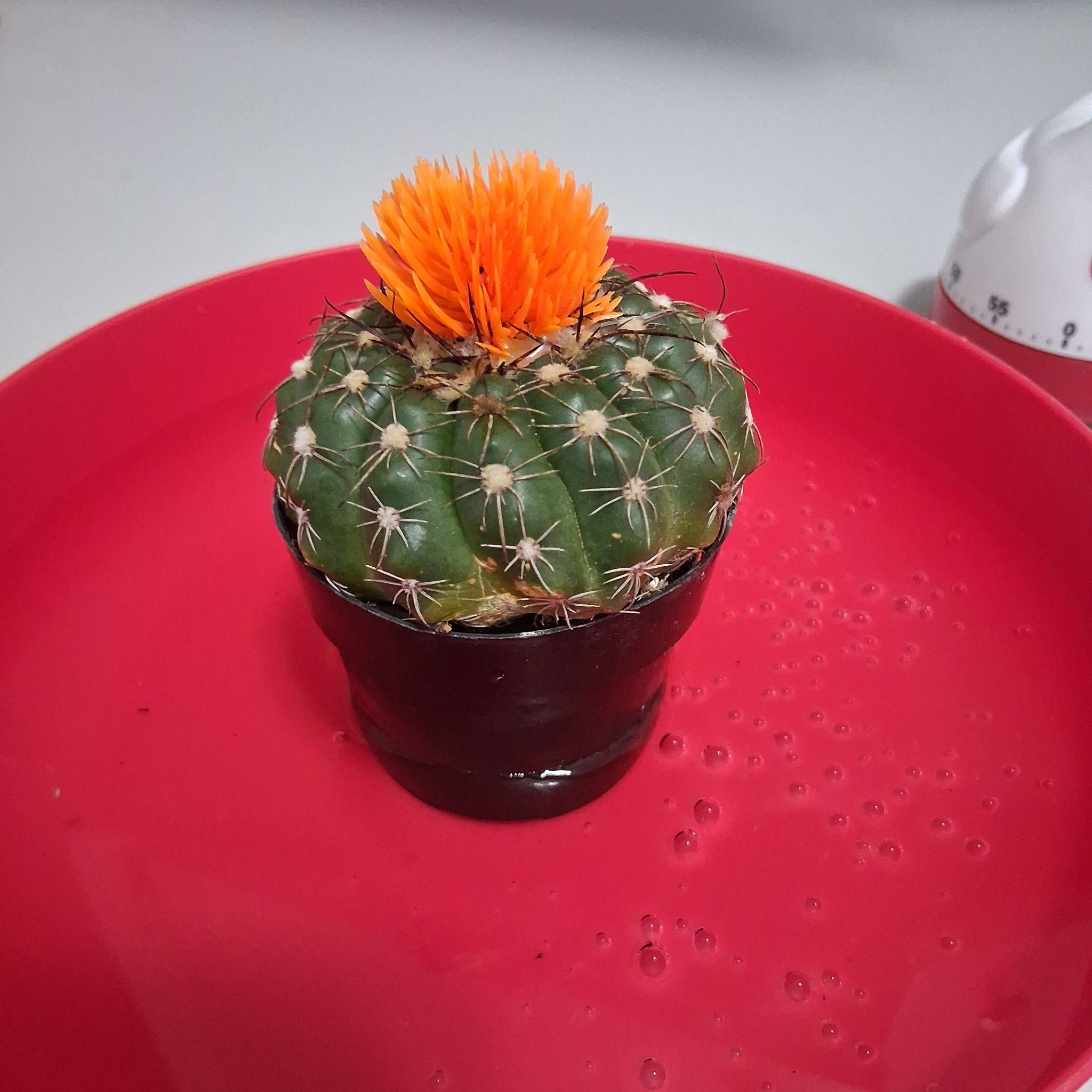 Photo of the plant species Miniature Barrel Cactus by @StainlessLychee named Taylor Swift on Greg, the plant care app