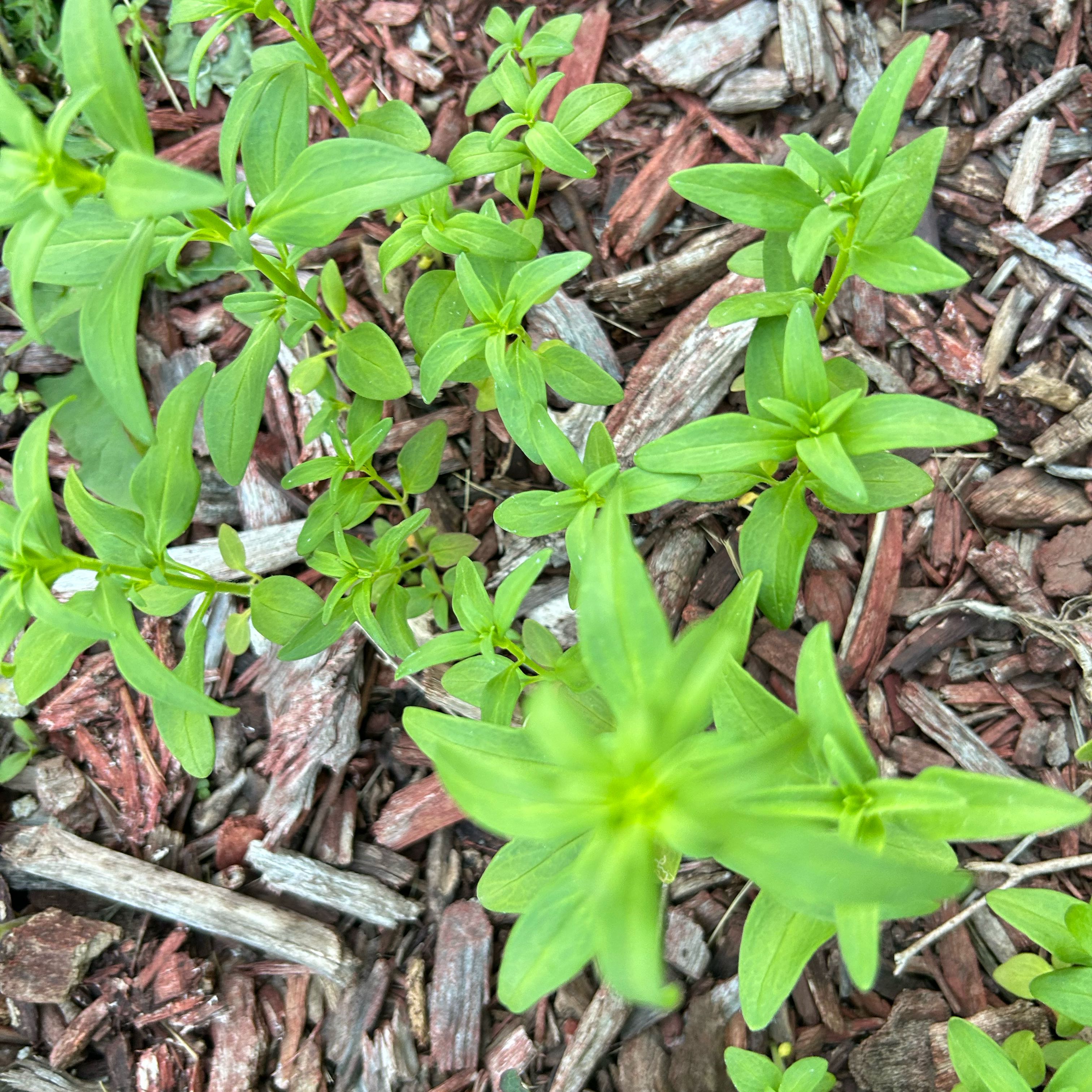 Photo of the plant species Sweet Betty by @GemPandan63 named Sonora on Greg, the plant care app