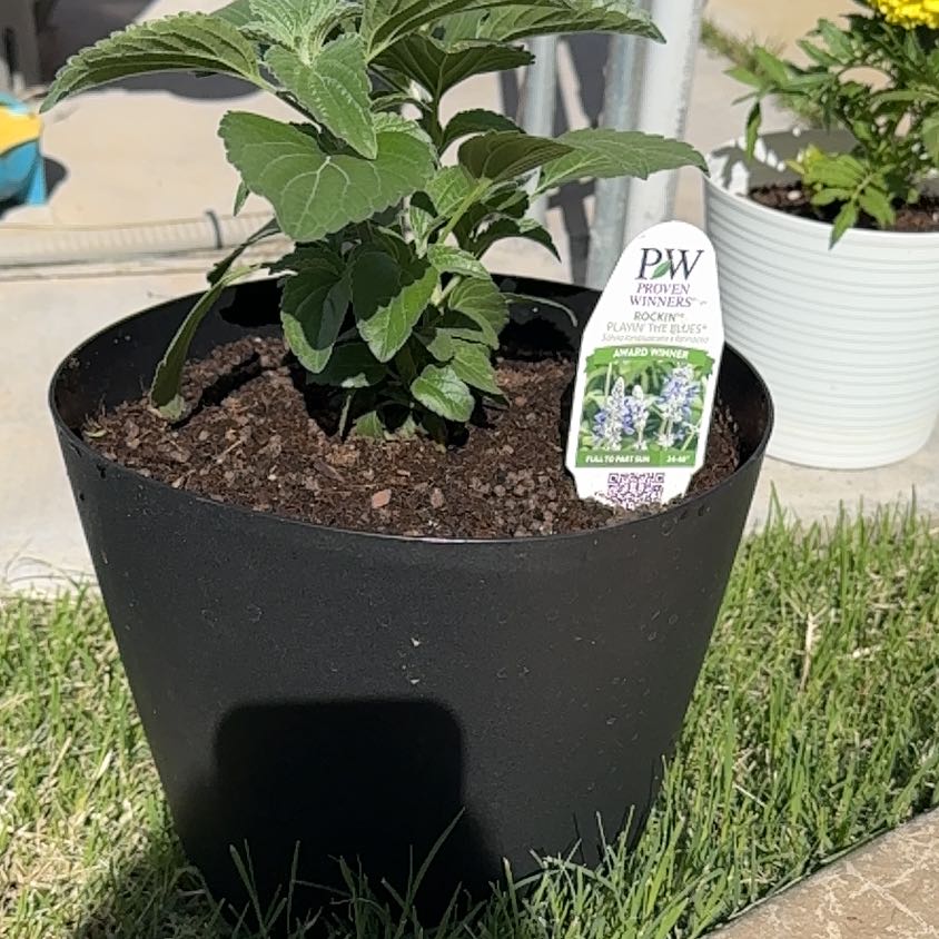 Photo of the plant species Salvia 'Rockin' Playin' The Blues' by @SuaveCoccoon28 named Aria on Greg, the plant care app