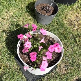 Photo of the plant species Petunia 'Supertunia Vista Bubblegum' by @SuaveCoccoon28 named Emerson on Greg, the plant care app