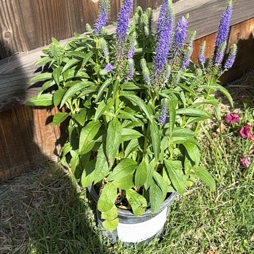 Photo of the plant species Spike Speedwell by @SuaveCoccoon28 named Walt on Greg, the plant care app