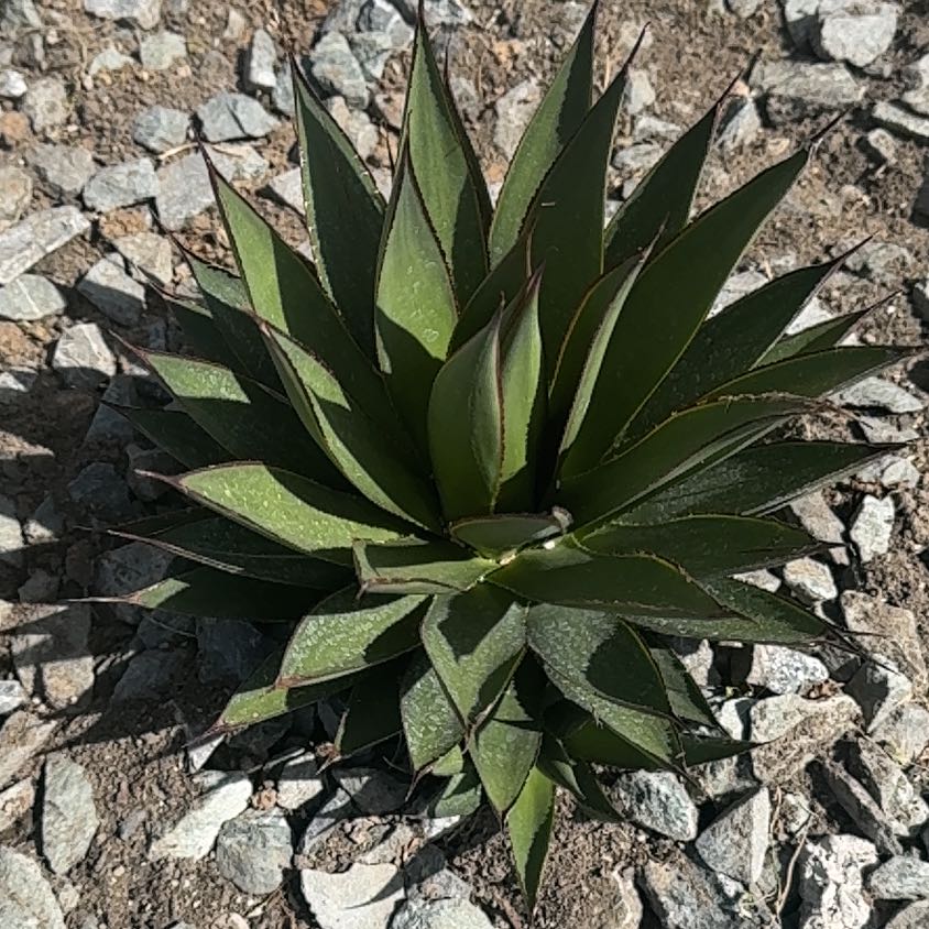 Photo of the plant species Agave Shawii by @SuaveCoccoon28 named Foxxy on Greg, the plant care app