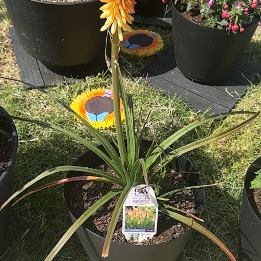 Photo of the plant species Kniphofia 'Pyromania Hot and Cold' by @SuaveCoccoon28 named Gates on Greg, the plant care app