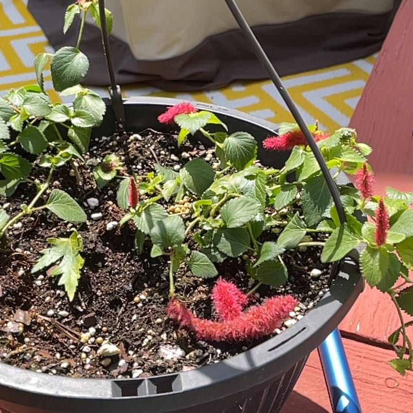 Photo of the plant species Chenille Plant by @HealthfulNoni58 named Gates on Greg, the plant care app