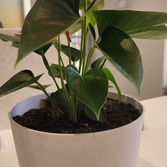 Photo of the plant species Red Anthurium by @FunnyAster61 named AES Miss Purty on Greg, the plant care app