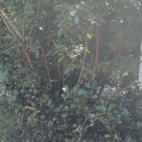 Photo of the plant species Sexton's Bride by @SportRiberry75 named Walt on Greg, the plant care app
