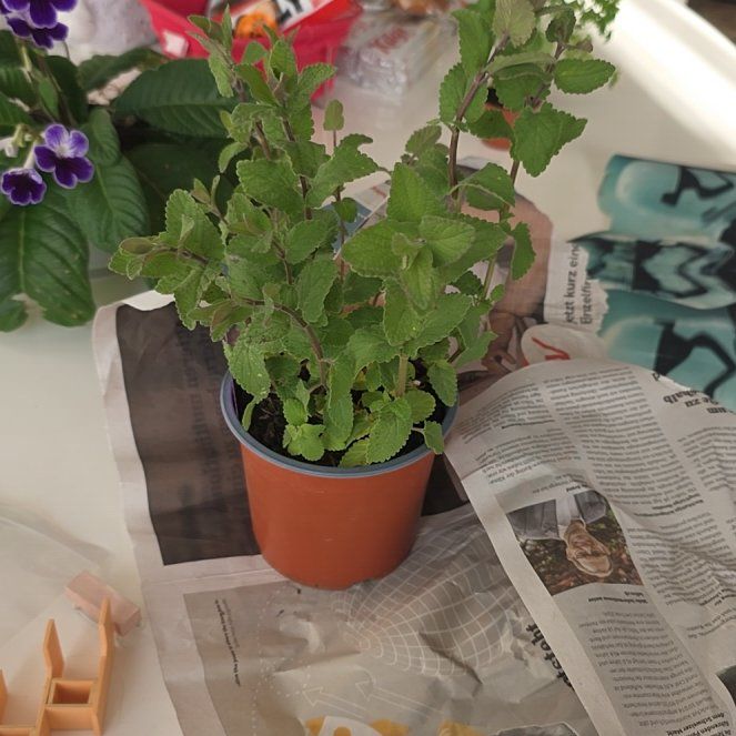 Photo of the plant species Large Catmint by @BullishSuncup77 named Sol on Greg, the plant care app