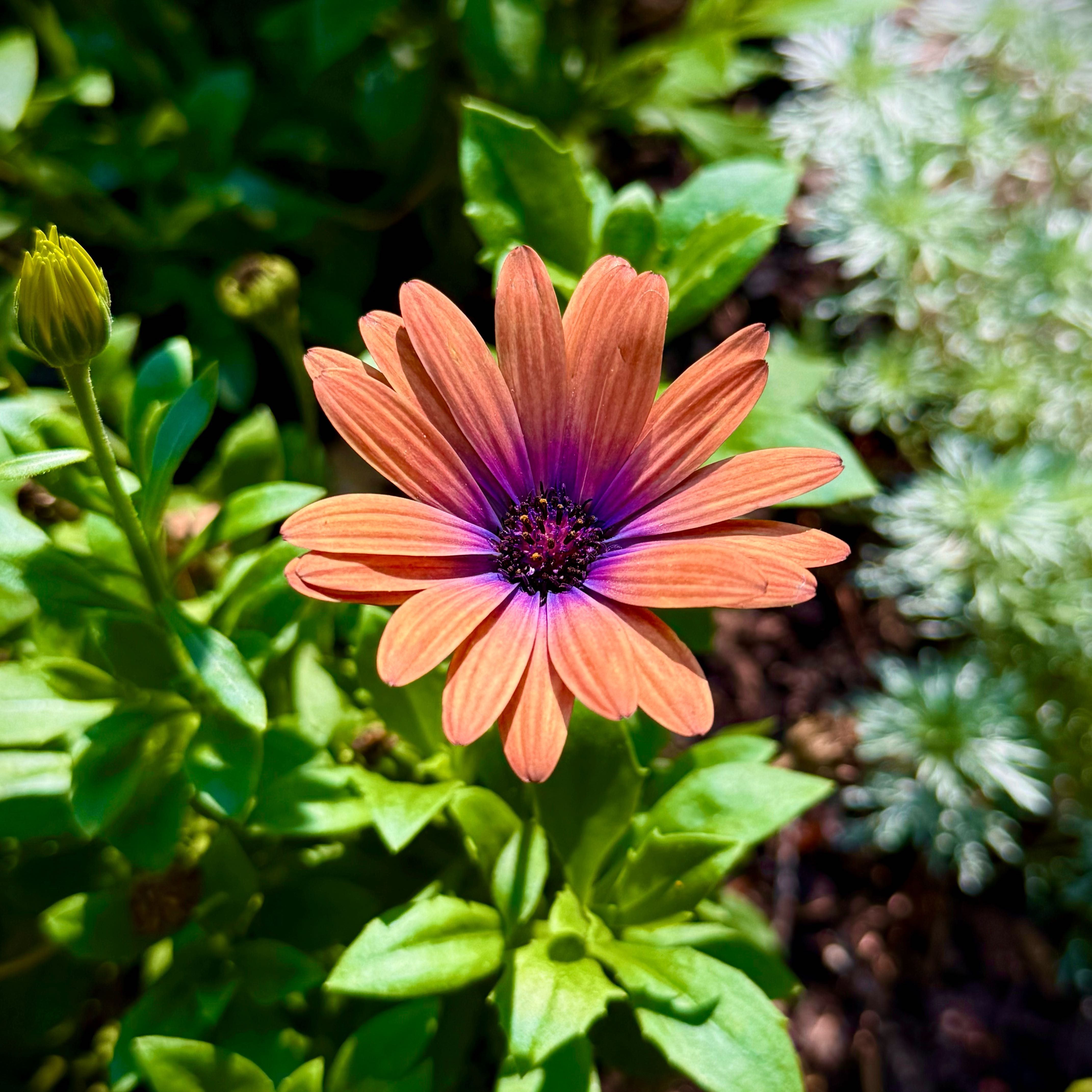 Photo of the plant species Glandular Cape Marigold by @taylortulip named Susie on Greg, the plant care app