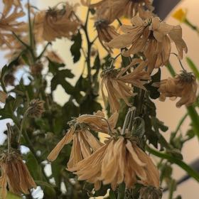 Photo of the plant species Daisy by @VipFreesia9 named Bodhi on Greg, the plant care app