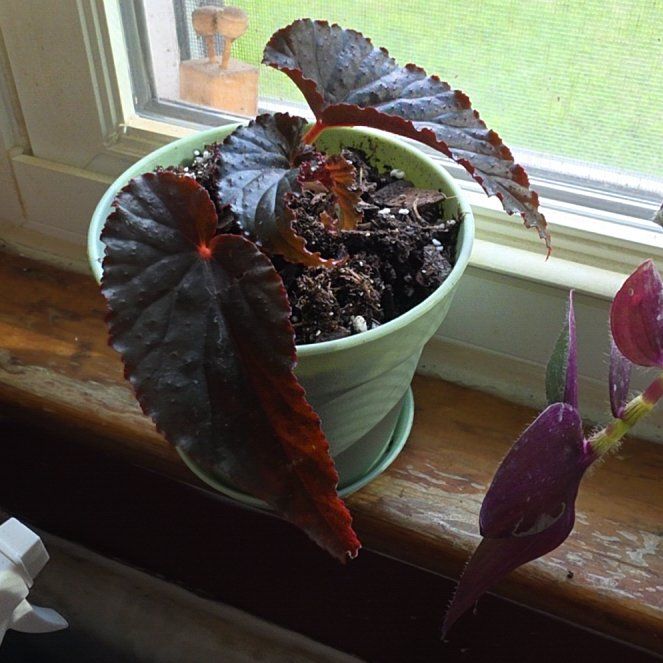 Photo of the plant species Black Magic by @YesKittenears80 named Austen on Greg, the plant care app