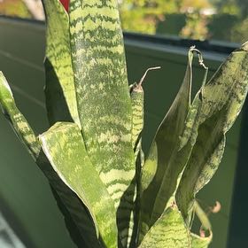 Photo of the plant species Sansevieria Silver Flame by @SupernalLychee named Sigmund on Greg, the plant care app