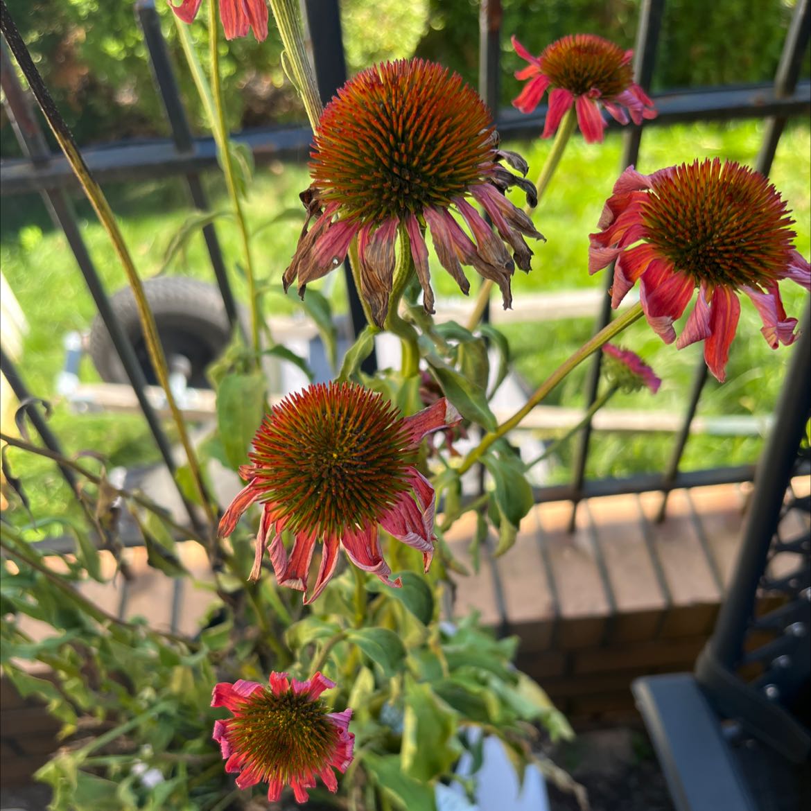 Purple Coneflower plant with wilting leaves and flowers, some discoloration visible.
