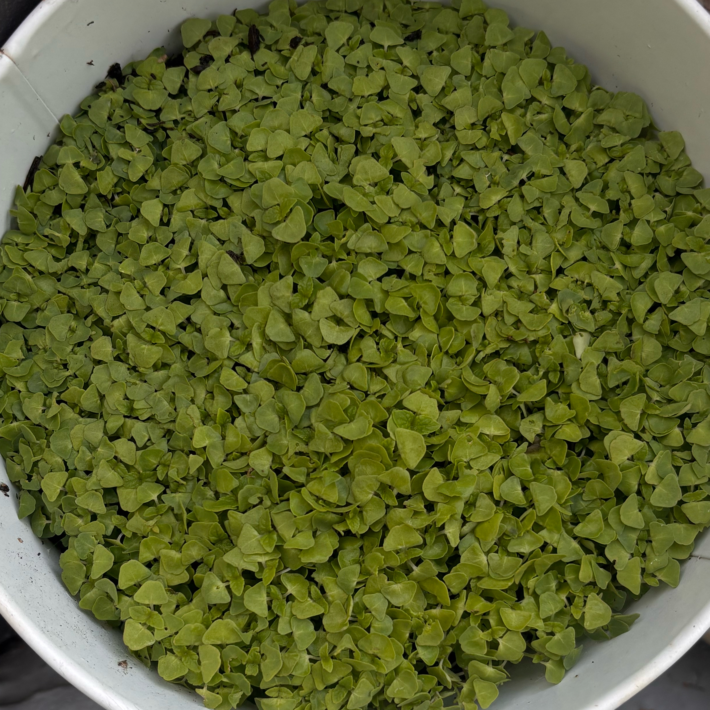 Photo of the plant species Chia by @BigGerbera68 named Chiapetpussy on Greg, the plant care app