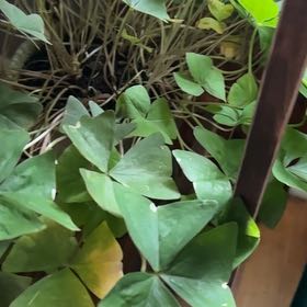 Photo of the plant species Pink Woodsorrel by @RemarkableIvy67 named Bodhi on Greg, the plant care app