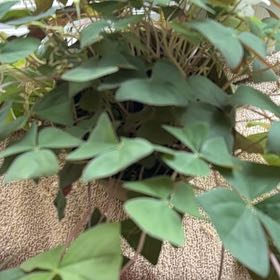 Photo of the plant species Pink Woodsorrel by @RemarkableIvy67 named Figyonce on Greg, the plant care app