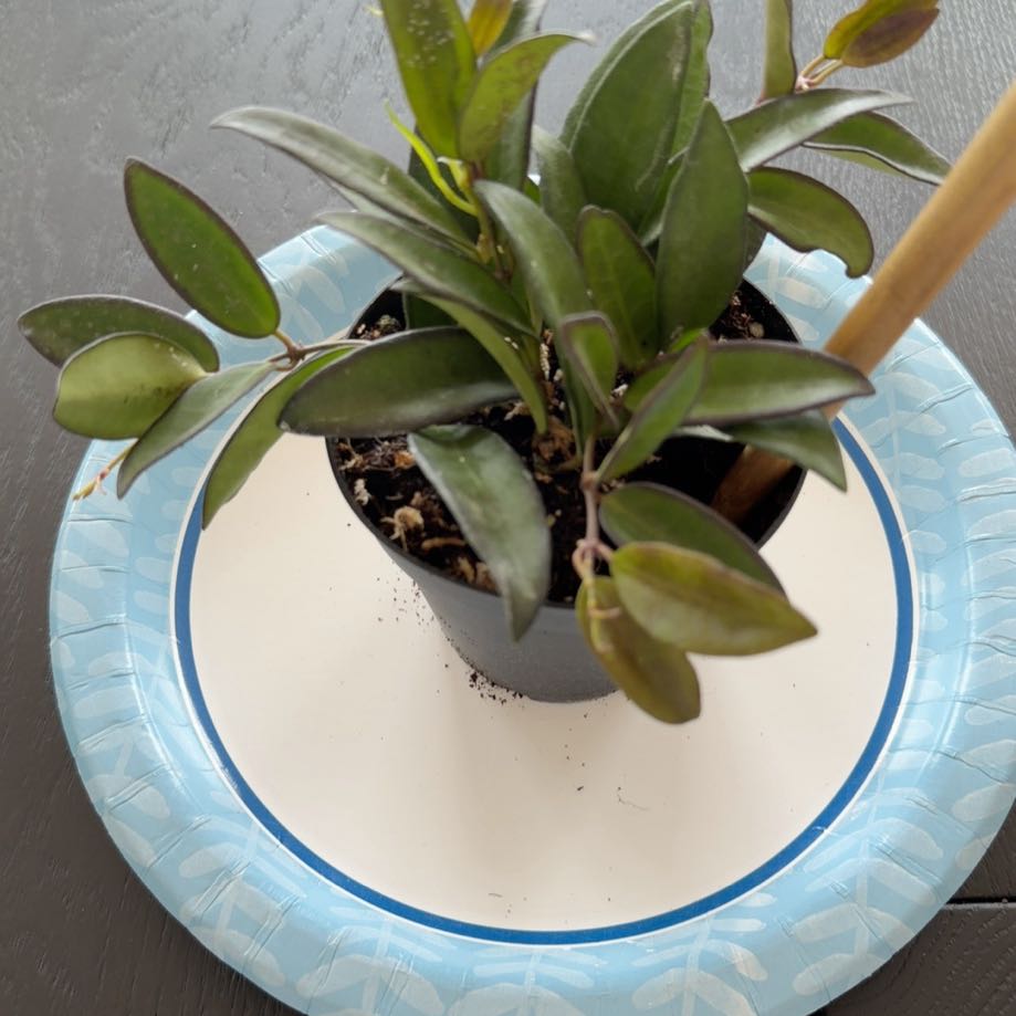 Photo of the plant species Hoya rosita 'Adrift' by @ChampBonsai8 named Hoya Rosita on Greg, the plant care app