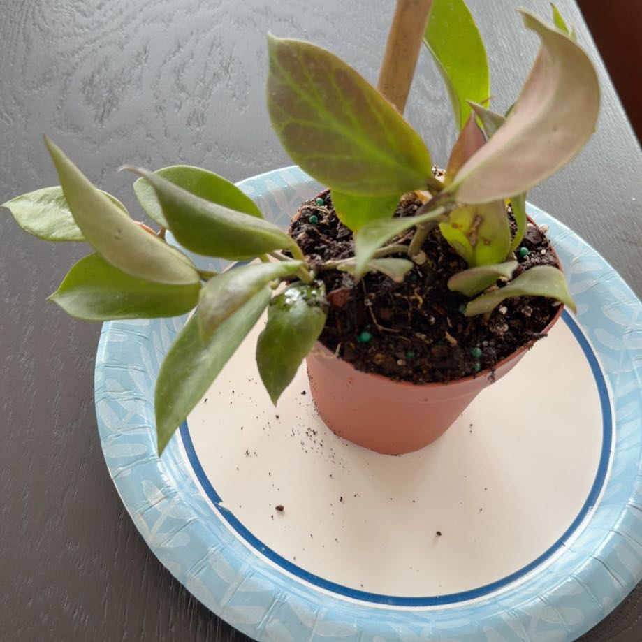 Photo of the plant species Hoya 'Sunrise' by @ChampBonsai8 named Hoya Sunrise on Greg, the plant care app