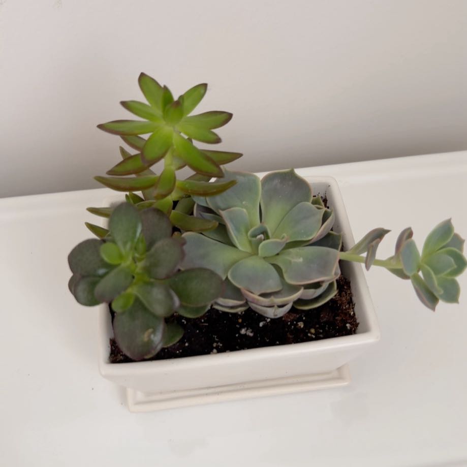 Photo of the plant species Variety Succulents by @ChampBonsai8 named Succulents on Greg, the plant care app
