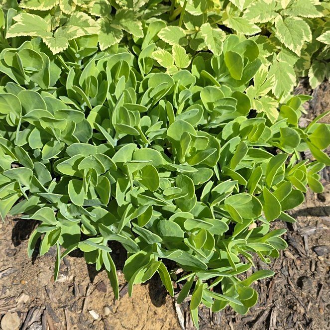 Photo of the plant species Witch's Moneybags by @SociablePignut named Bigleef Smalls on Greg, the plant care app