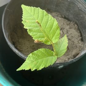 Photo of the plant species Eastern Hophornbeam by @HipOrrisroot43 named Willow on Greg, the plant care app