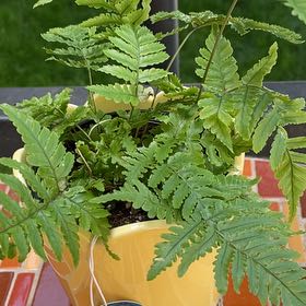 Photo of the plant species Autumn Fern by @DandyElkweed85 named James Dean on Greg, the plant care app