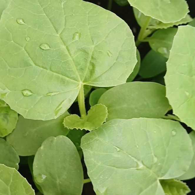 Photo of the plant species Melon by @EnergeticBanana named Taylor Swift on Greg, the plant care app