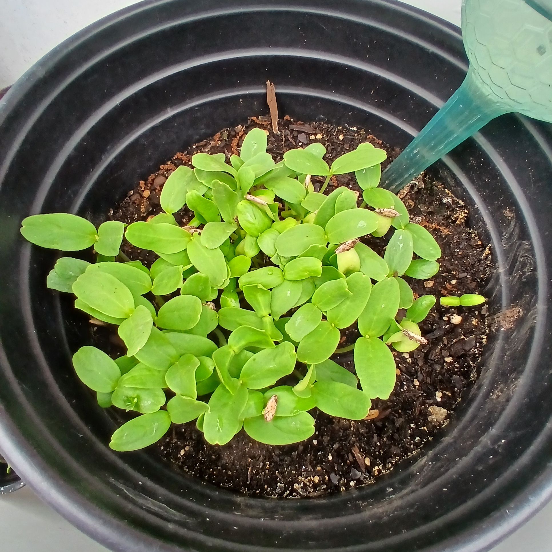 Photo of the plant species Melon by @EnergeticBanana named Taylor Swift on Greg, the plant care app