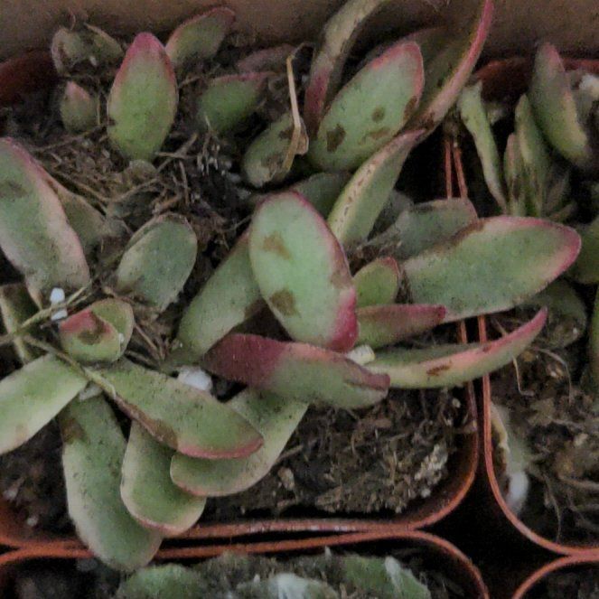 Photo of the plant species Small Red Carpet by @EarlyTukauki18 named Plato on Greg, the plant care app