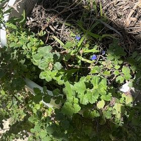 Photo of the plant species Birdeye Speedwell by @FastRedrose71 named Harry on Greg, the plant care app