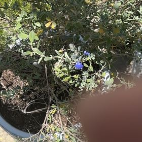 Photo of the plant species Blue Wild Indigo by @FastRedrose71 named Osmo on Greg, the plant care app