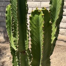 Photo of the plant species Giant African Candelabra Tree by @FastRedrose71 named Gates on Greg, the plant care app