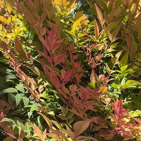Photo of the plant species Sacred Bamboo by @FastRedrose71 named Austen on Greg, the plant care app