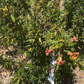 Photo of the plant species Lompoc Mesa Bush Monkeyflower by @FastRedrose71 named Foxxy on Greg, the plant care app