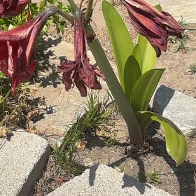 Photo of the plant species April Fool by @FastRedrose71 named Coco on Greg, the plant care app