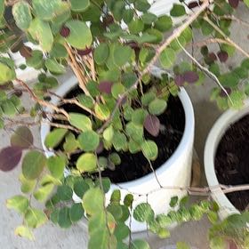 Photo of the plant species Brenia Snowbush by @FastRedrose71 named Kardashian on Greg, the plant care app