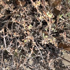 Photo of the plant species Common Iceplant by @FastRedrose71 named Nemo on Greg, the plant care app