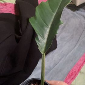 Photo of the plant species philodendron chocolate empress by @KeyPokaka84 named Willy Wonka on Greg, the plant care app