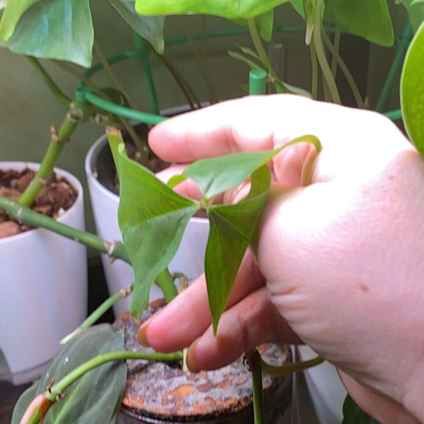 Photo of the plant species Broadleaf Woodsorrel by @KeyPokaka84 named Miley on Greg, the plant care app
